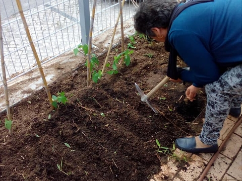 Horta 1ºciclo - Devido às condições atmosféricas iniciámos a nossa horta um pouco mais tarde. Com a ajuda dos avós do 1ºano plantámos alface, tomate, courgette, pepino, feijão, morangos e semeámos coentros, salsa, orégão e alecrim.